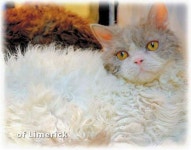 라온캣 대전고양이 분양 본점