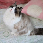 라온캣 대전고양이 분양 본점