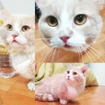 라온캣 대전고양이 분양 본점
