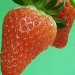 산들 딸기체험장