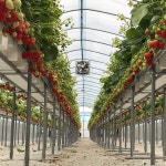 한사랑딸기체험농장