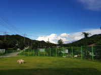 위드유애견훈련소