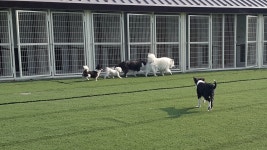 위드유애견훈련소