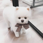 미쓰박 펫 살롱