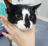 나나리펫하우스