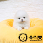 우리펫