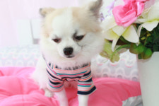 화니오기펫살롱