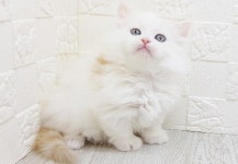 라온캣 대전고양이 분양 본점