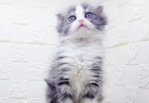 라온캣 대전고양이 분양 본점