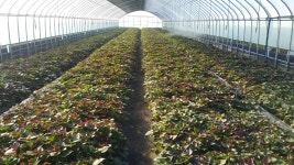 익산삼형제고구마농장