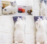 라온캣 대전고양이 분양 본점