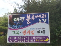 대평블루베리농장