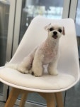 도그마펫살롱