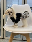 도그마펫살롱