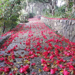 장사도대포크루즈