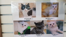 포포앤미루