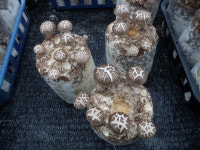 한가네 표고버섯 송산농장