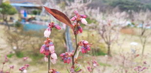 진당산 참새골농장