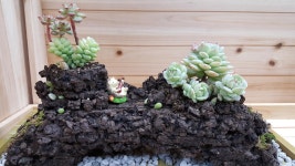꽃향앤다육
