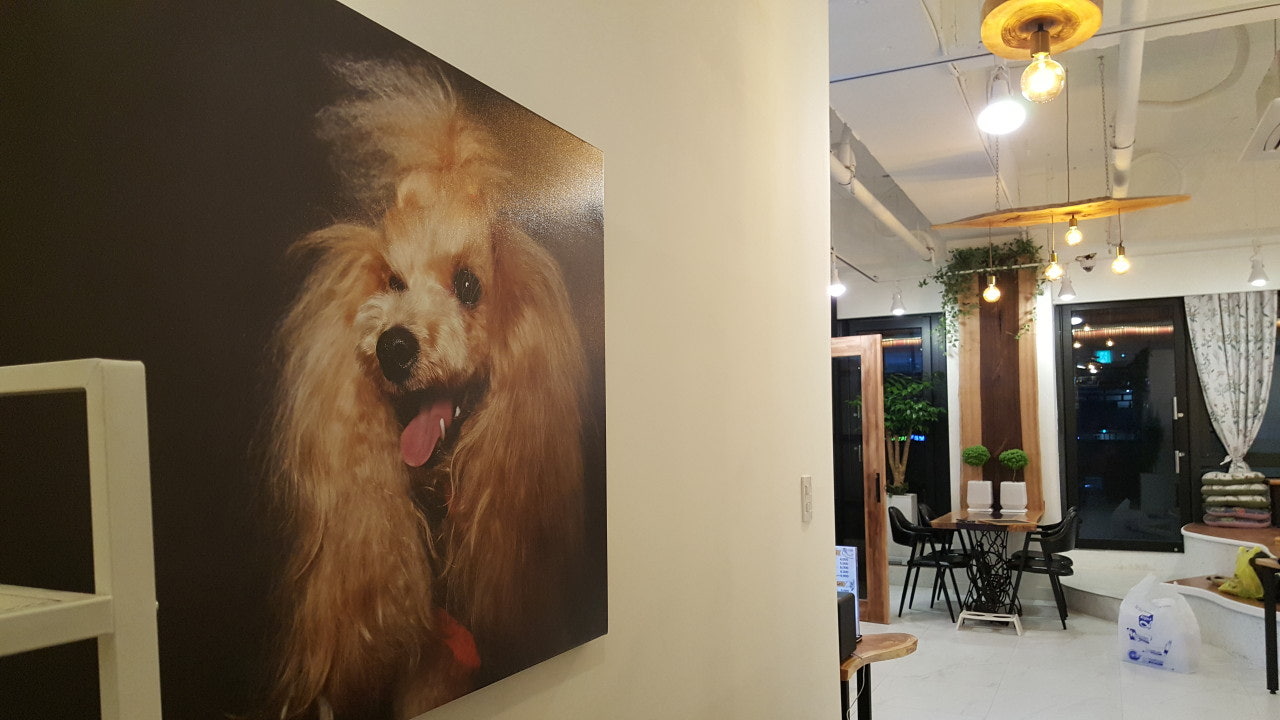펫티 애견카페