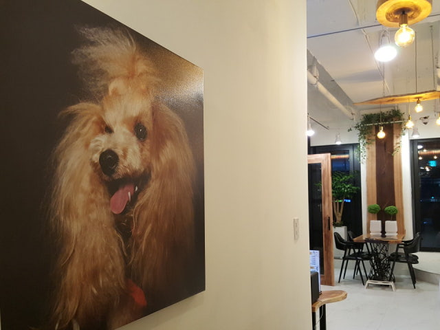 펫티 애견카페
