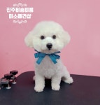 미소애견샵