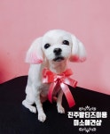 미소애견샵