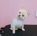 미소애견샵