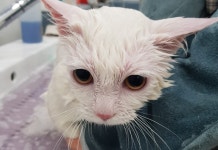 나나리펫하우스