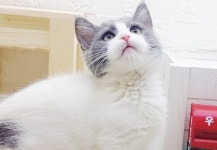 라온캣 대전고양이 분양 본점