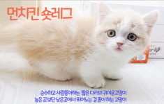 라온캣 대전고양이 분양 본점