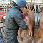 마리동물의료센터