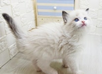 라온캣 대전고양이 분양 본점