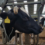 마리동물의료센터