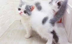 라온캣 대전고양이 분양 본점