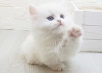 라온캣 대전고양이 분양 본점
