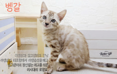 라온캣 대전고양이 분양 본점
