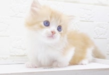 라온캣 대전고양이 분양 본점