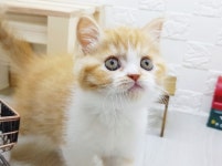 라온캣 대전고양이 분양 본점