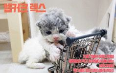 라온캣 대전고양이 분양 본점