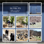 양지흑염소목장