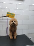 프리티펫 애견미용호텔