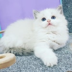 신비돌스 랙돌캐터리