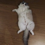 신비돌스 랙돌캐터리