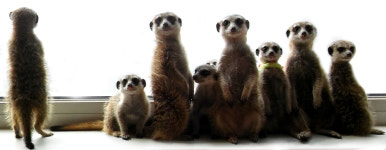 에덴 미어캣프랜즈