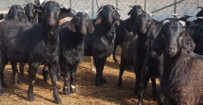 함평흑염소식당