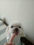 폼나개