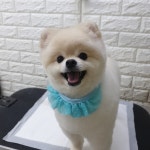 미미애견