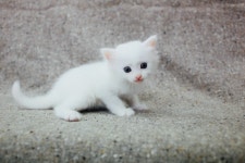 영캣