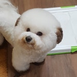 태풍이네 애견미용샵